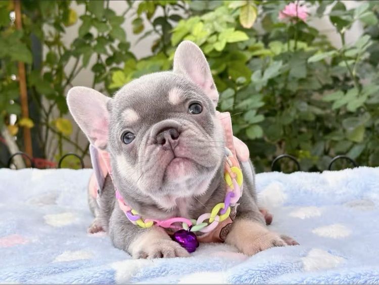 เฟรนบลูด็อก ไลแลคแทน แครี่ครีม แครี นิวเฉดค่ะ รูปที่ 2