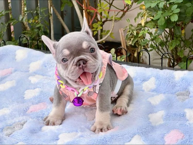 เฟรนบลูด็อก ไลแลคแทน แครี่ครีม แครี นิวเฉดค่ะ รูปที่ 8