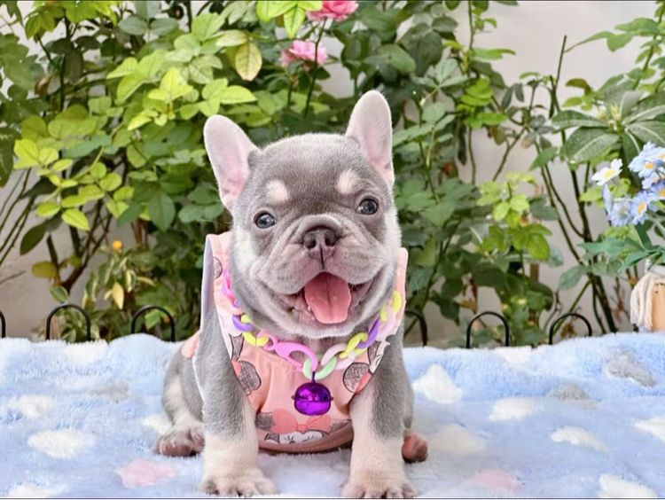 เฟรนบลูด็อก ไลแลคแทน แครี่ครีม แครี นิวเฉดค่ะ รูปที่ 12