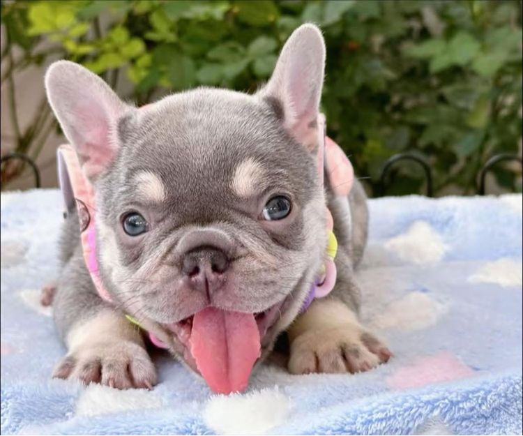 เฟรนบลูด็อก ไลแลคแทน แครี่ครีม แครี นิวเฉดค่ะ รูปที่ 4