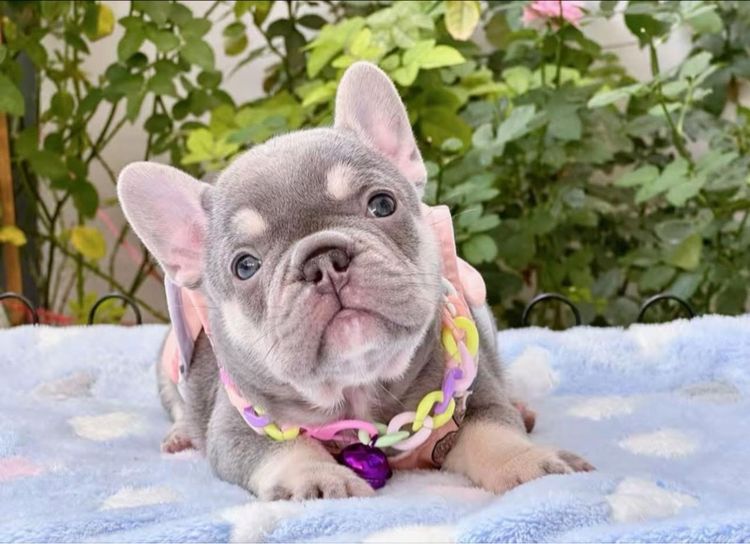 เฟรนบลูด็อก ไลแลคแทน แครี่ครีม แครี นิวเฉดค่ะ