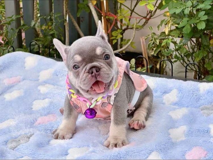 เฟรนบลูด็อก ไลแลคแทน แครี่ครีม แครี นิวเฉดค่ะ รูปที่ 9