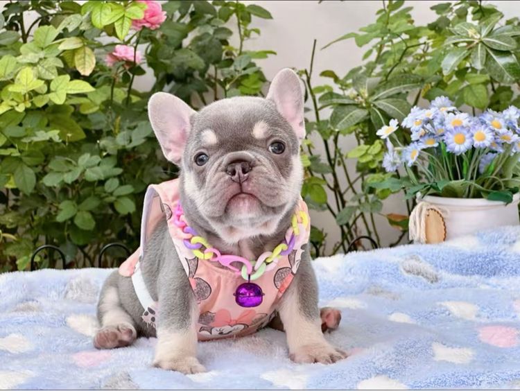 เฟรนบลูด็อก ไลแลคแทน แครี่ครีม แครี นิวเฉดค่ะ รูปที่ 10