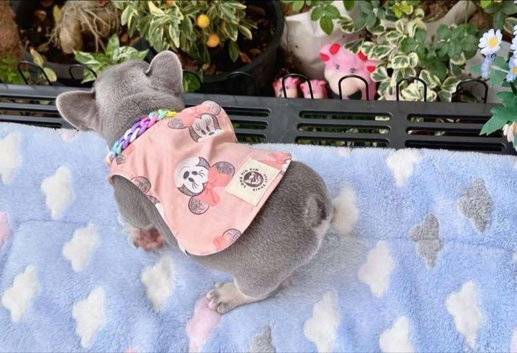 เฟรนบลูด็อก ไลแลคแทน แครี่ครีม แครี นิวเฉดค่ะ รูปที่ 5