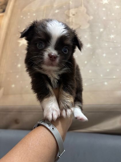 ขาวลูกชิวาวาเพศผู้ขนยาว  รูปที่ 7