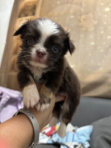 ขาวลูกชิวาวาเพศผู้ขนยาว  รูปที่ 8