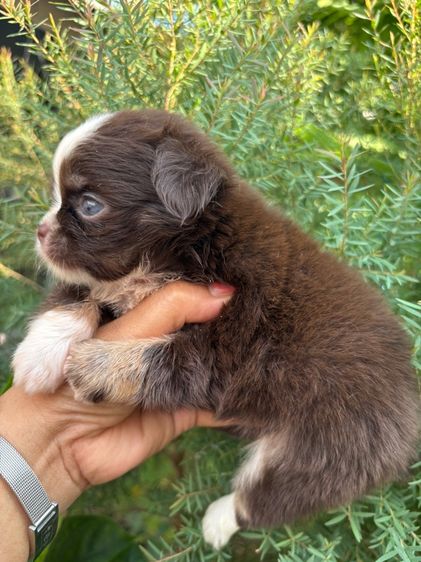 ขาวลูกชิวาวาเพศผู้ขนยาว  รูปที่ 4