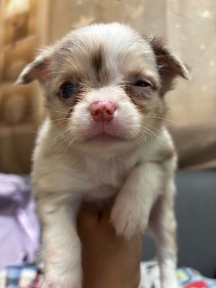 ขายลูกชิวาวาเพศเมียสีเมอร์ รูปที่ 4