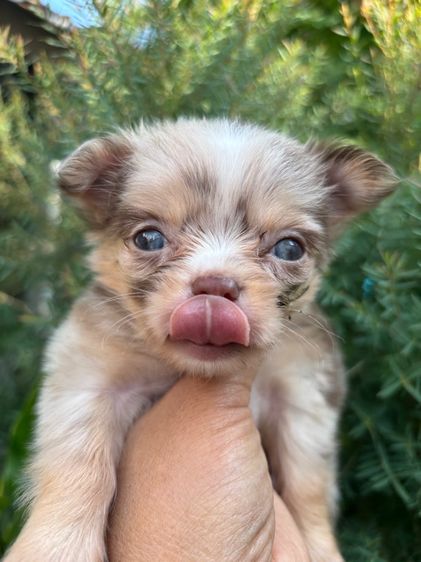 ขายลูกชิวาวาเพศเมียสีเมอร์ รูปที่ 6