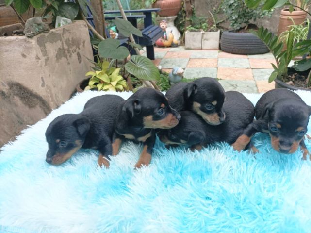 มินิเจอร์พินเชอร์ รูปที่ 11