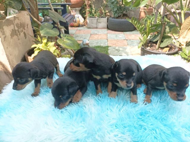 พินเชอร์ (Pinscher) เล็ก มินิเจอร์พินเชอร์