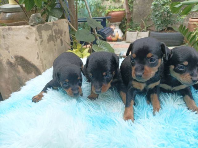 มินิเจอร์พินเชอร์ รูปที่ 4