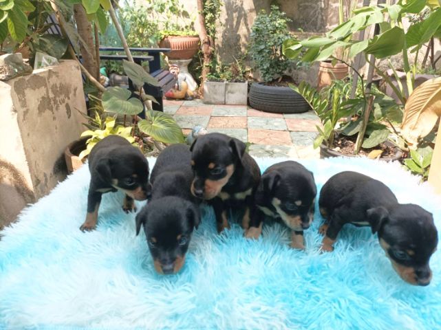 มินิเจอร์พินเชอร์ รูปที่ 10