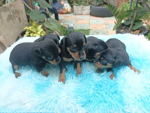 มินิเจอร์พินเชอร์ รูปที่ 3