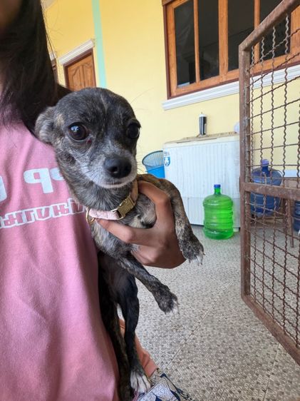 น้องหมาชิวาว่าขวบกว่า  รูปที่ 4