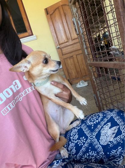น้องหมาชิวาว่าขวบกว่า 