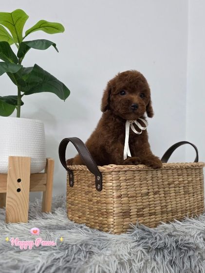 พุดเดิ้ล (Poodle) เล็ก น้องพุดเดิ้ลสีเข้มเพศผู้