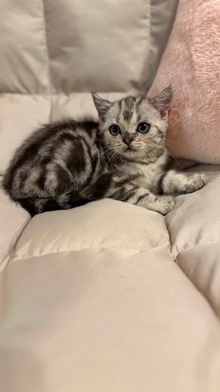 ลูกแมวสก๊อสติส รูปที่ 8