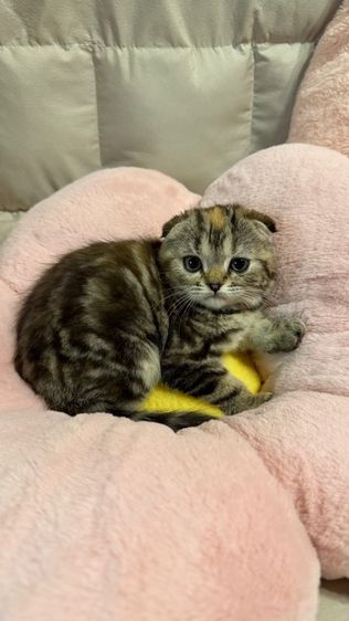 ลูกแมวสก๊อสติส รูปที่ 18