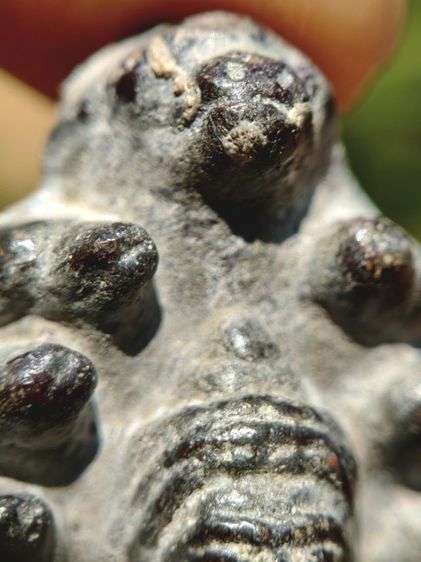 พระนาคปรก รูปที่ 4