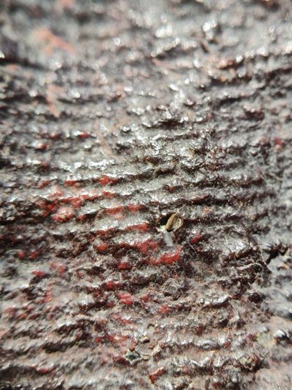 พระยอดขุนพล สนิมแดง กรุวิหารพระ ชัยนาท รูปที่ 15