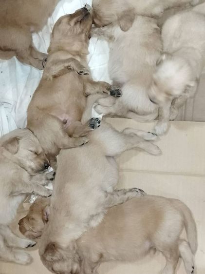 โกลเด้นแท้  รูปที่ 3