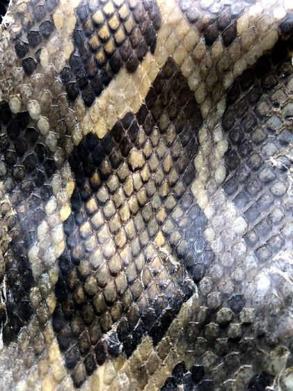 หนัง🐍เหลือมตายพรายเก่าเก็บใช้ทำตะกรุด รูปที่ 15
