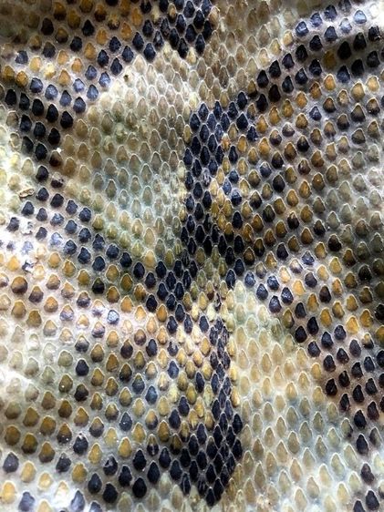 หนัง🐍เหลือมตายพรายเก่าเก็บใช้ทำตะกรุด รูปที่ 2