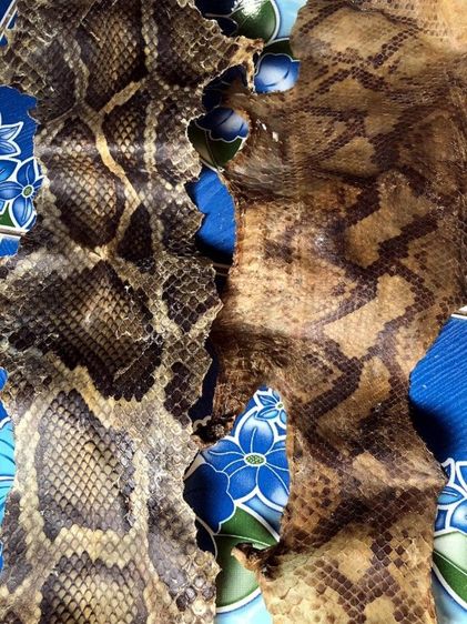 หนัง🐍เหลือมตายพรายเก่าเก็บใช้ทำตะกรุด รูปที่ 8