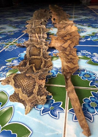 หนัง🐍เหลือมตายพรายเก่าเก็บใช้ทำตะกรุด รูปที่ 6