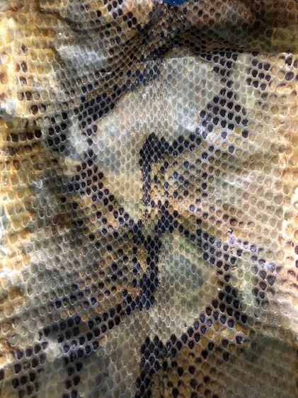 หนัง🐍เหลือมตายพรายเก่าเก็บใช้ทำตะกรุด รูปที่ 16