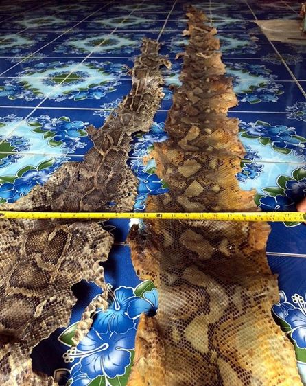 หนัง🐍เหลือมตายพรายเก่าเก็บใช้ทำตะกรุด รูปที่ 14