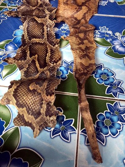 หนัง🐍เหลือมตายพรายเก่าเก็บใช้ทำตะกรุด รูปที่ 4