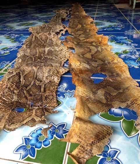 หนัง🐍เหลือมตายพรายเก่าเก็บใช้ทำตะกรุด รูปที่ 3