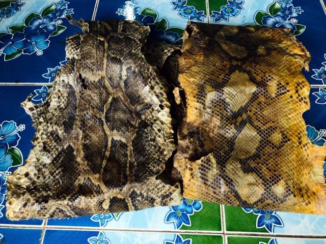 หนัง🐍เหลือมตายพรายเก่าเก็บใช้ทำตะกรุด รูปที่ 5