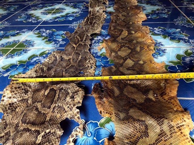 หนัง🐍เหลือมตายพรายเก่าเก็บใช้ทำตะกรุด รูปที่ 13