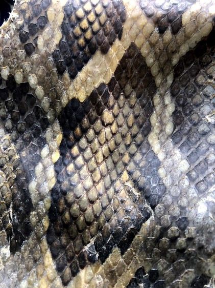 หนัง🐍เหลือมตายพรายเก่าเก็บใช้ทำตะกรุด