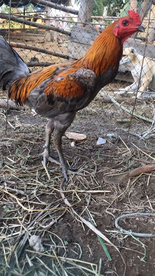 ไก่ชนพม่า หลาจอนวิดโกเซ้มเลือด100