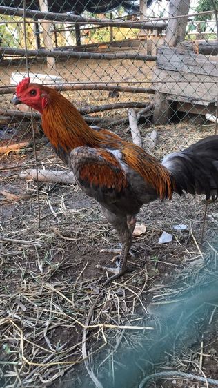 ไก่ชนพม่า หลาจอนวิดโกเซ้มเลือด100 รูปที่ 2
