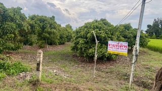 ที่ดินพร้อมสวยลำไย