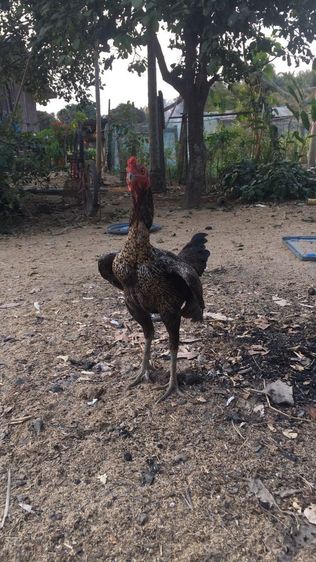 ไก่ขนพม่า สายจักริน เเม่ดำบางเเพ พ่อตวันเเดง ส.สนั่น