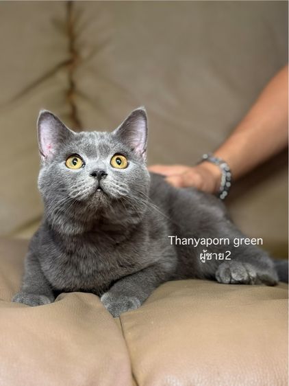 บริติชแท้ แก้มใหญ่