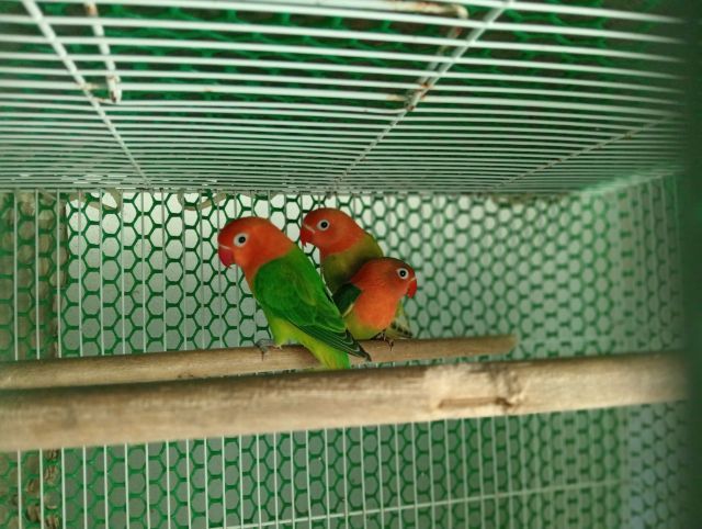 เลิฟเบิร์ดสวยๆตัวละ600 รูปที่ 2