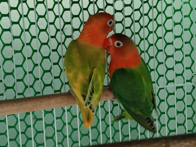 เลิฟเบิร์ดสวยๆตัวละ500