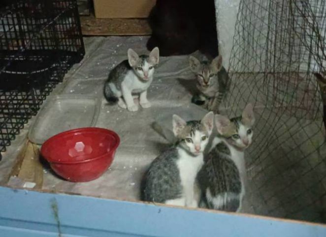 ลูกแมว  2 เดือน รูปที่ 7