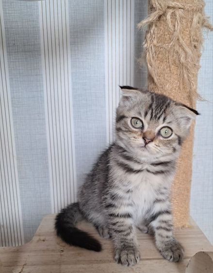 สก็อตติช โฟลด์ (Scottish Fold) ลูกแมวสก็อตติช โฟลด์ เพศชาย