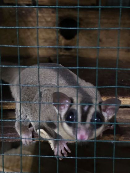 ชูการ์ไกลเดอร์