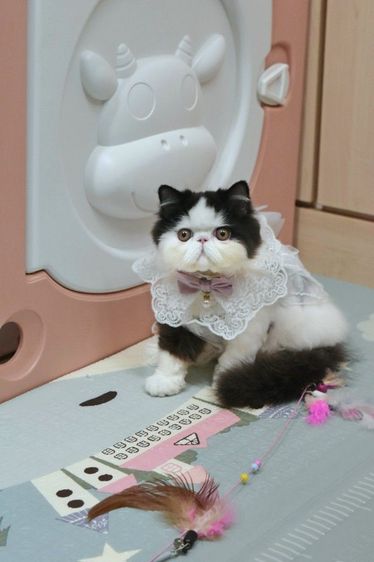 เปอร์เซีย (Persian) ขายแมวเปอร์เซียหน้าบี้เพศชาย