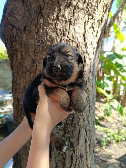 เยอรมันเชพเพิร์ด  เฝ้าบ้านเฝ้าสวนดีมาก รูปที่ 9