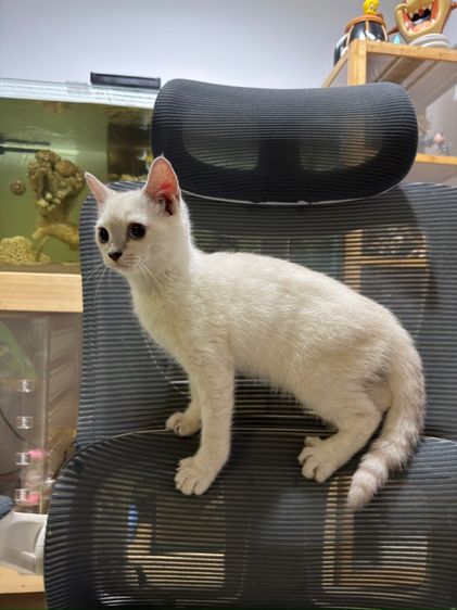 สก็อตติช 4 เดือน ผู้